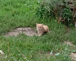 Кошки в Нижнем Новгороде: В Добрые и Заботливые руки  Мальчик, Бесплатно - фото 3