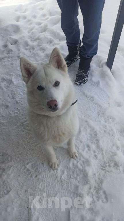 Собаки в Смоленске: Малыш ищет дом Мальчик, Бесплатно - фото 3