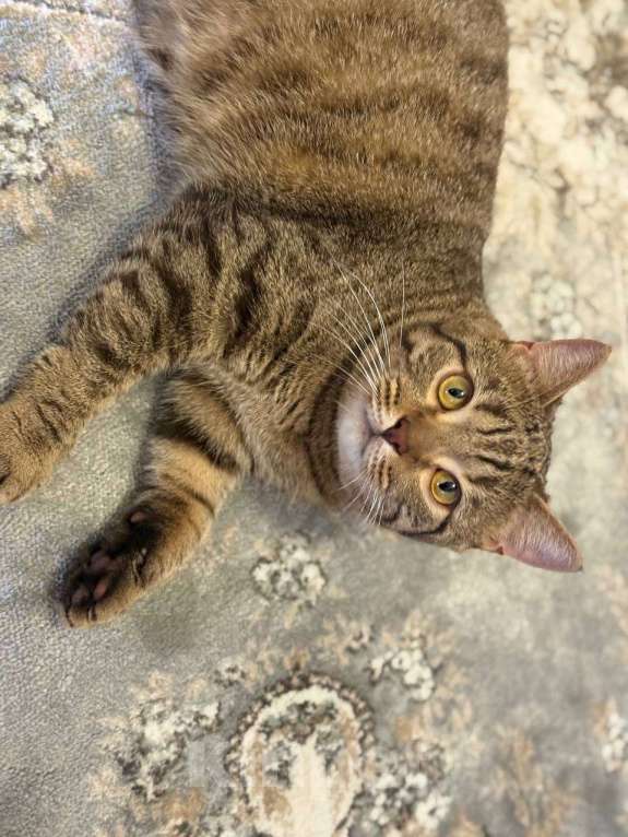 Кошки в Москве: Мудрый и ласковый котик Тимоша Мальчик, Бесплатно - фото 4