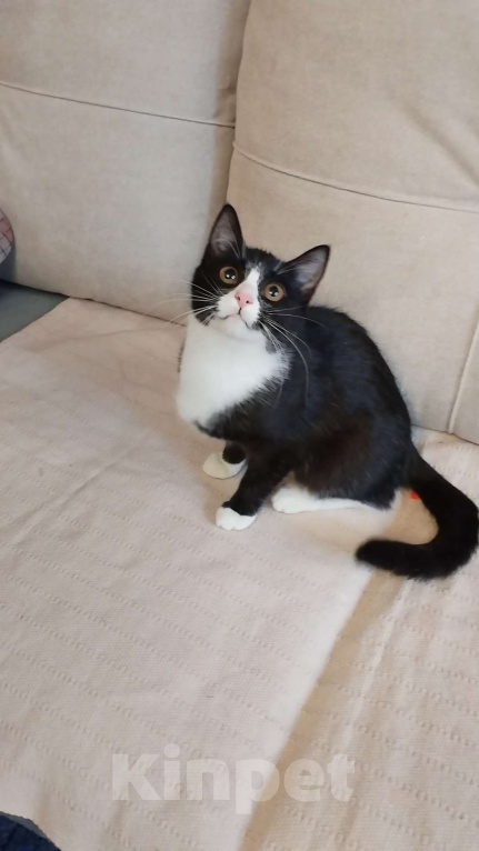 Кошки в Санкт-Петербурге: Удивительная малышка Асенька Девочка, Бесплатно - фото 2