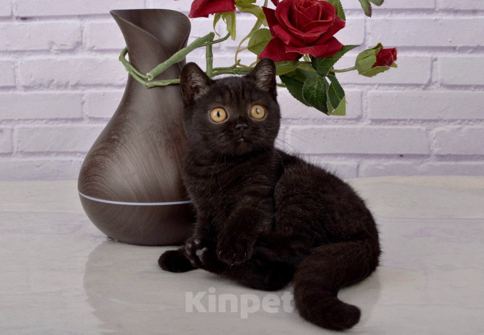 Кошки в Санкт-Петербурге: Британский котенок кривляка Девочка, 45 000 руб. - фото 3