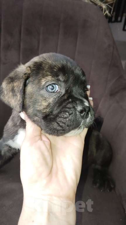 Собаки в других городах Краснодарского края: Тигровый Мальчик, 25 000 руб. - фото 1