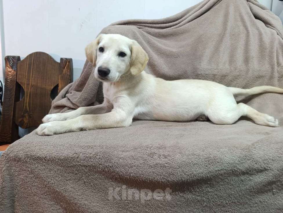 Собаки в Москве: Милейшая девочка хочет домой Девочка, Бесплатно - фото 3