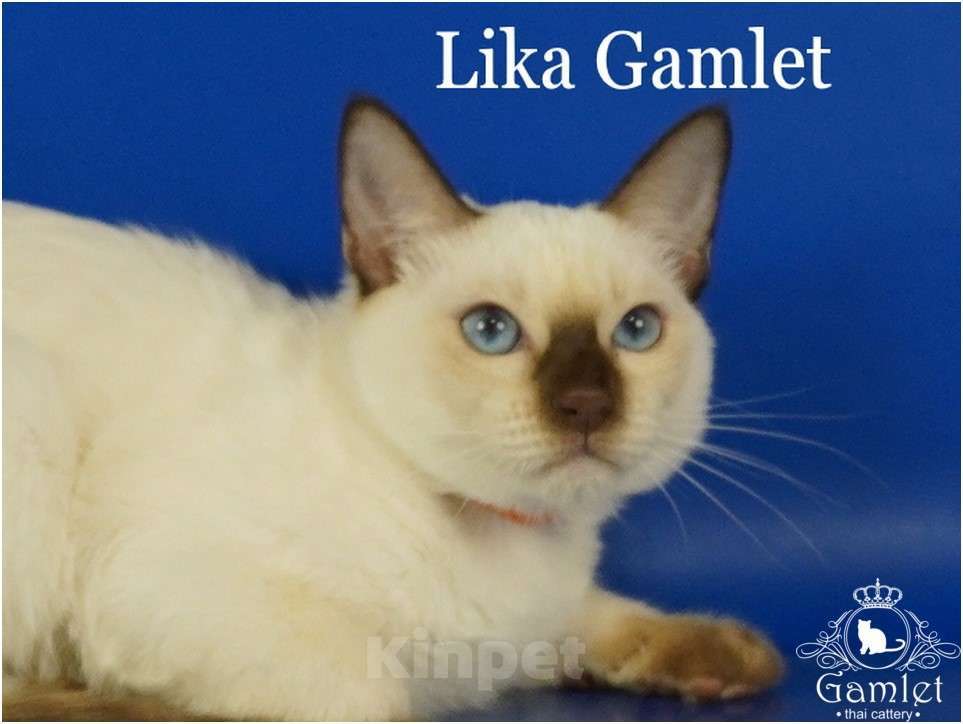 Кошки в Москве: Тайские породистые котята из питомника ГАМЛЕТ Девочка, 60 000 руб. - фото 2