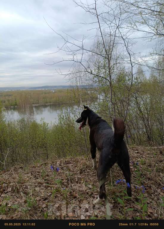 Собаки в Новокузнецке: Лайка Боря ищет хозяина  Мальчик, 1 000 руб. - фото 5