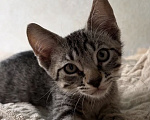 Кошки в Краснодаре: Отдам котенка в добрые руки 💕 Мальчик, Бесплатно - фото 1