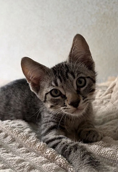 Отдам котенка в добрые руки 💕