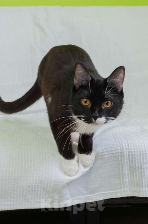Кошки в Москве: Черно-белая изящная кошка Марси в добрые руки Девочка, Бесплатно - фото 3
