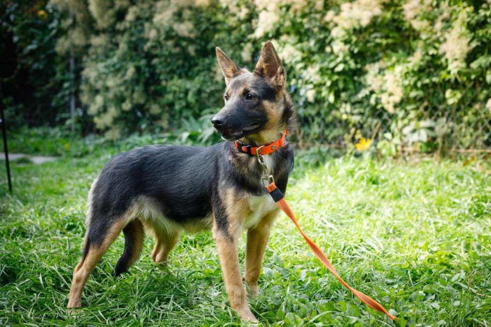 Собаки в Москве: Микроовчарка. Щенок Айда Девочка, Бесплатно - фото 3