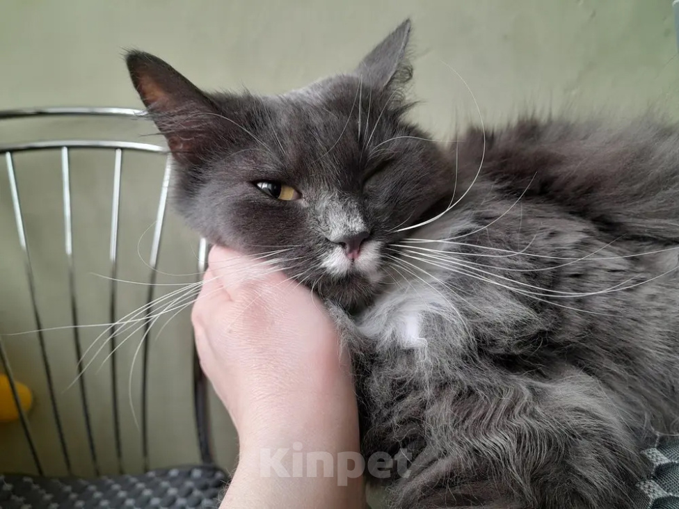 Кошки в Санкт-Петербурге: Красота ищет дом! Девочка, Бесплатно - фото 1