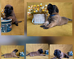 Собаки в Горячем Ключе: Щенки Бельгийской овчарки Малинув Мальчик, Бесплатно - фото 6