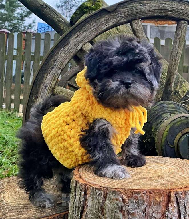 Собаки в других городах Московской области: Темная любовь) Девочка, 120 000 руб. - фото 1