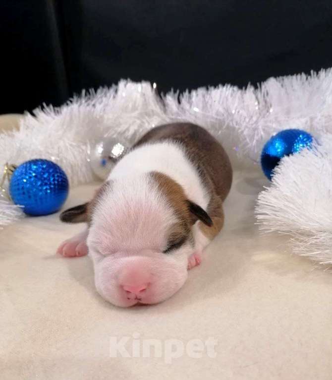 Собаки в Москве: Шикарный парень амстаффа  Мальчик, 80 000 руб. - фото 5