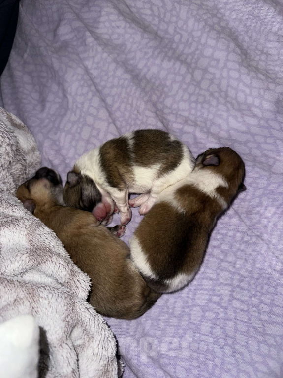 Собаки в Тюмени: Немецкий шпиц щенок девочка Девочка, 40 000 руб. - фото 7