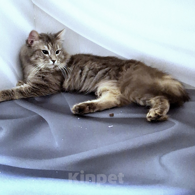 Кошки в Новосибирске: Котик манчкин нестандарт Мальчик, Бесплатно - фото 8