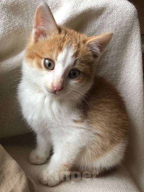 Кошки в Москве: Привет! Мне нужен дом. Рыжик,2,5 месяца.. Мальчик, Бесплатно - фото 3