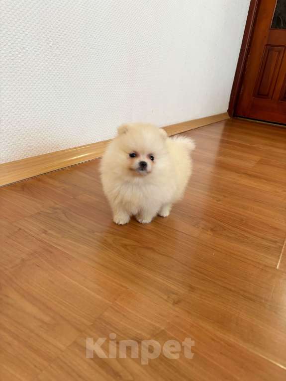 Собаки в Санкт-Петербурге: Мини девочка померанского шпица , Лея Девочка, 55 000 руб. - фото 1