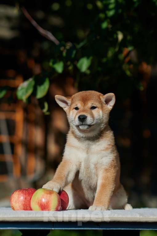 Собаки в Казани: Сиба-ину РКФ девочка  Девочка, 55 000 руб. - фото 1