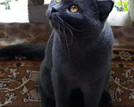 Кошки в Лукоянове: Вязка с Шотландским котиком, 1 000 руб. - фото 2