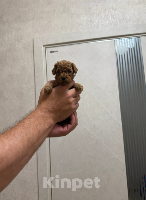 Собаки в Москве: Девочка Девочка, 60 000 руб. - фото 1