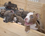 Собаки в Балашихе: Американские булли Разнополые, 70 000 руб. - фото 3