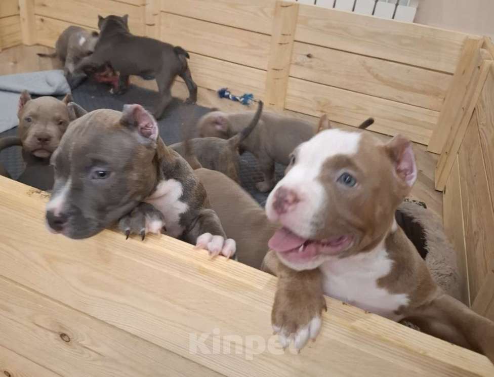 Собаки в Балашихе: Американские булли Разнополые, 70 000 руб. - фото 3