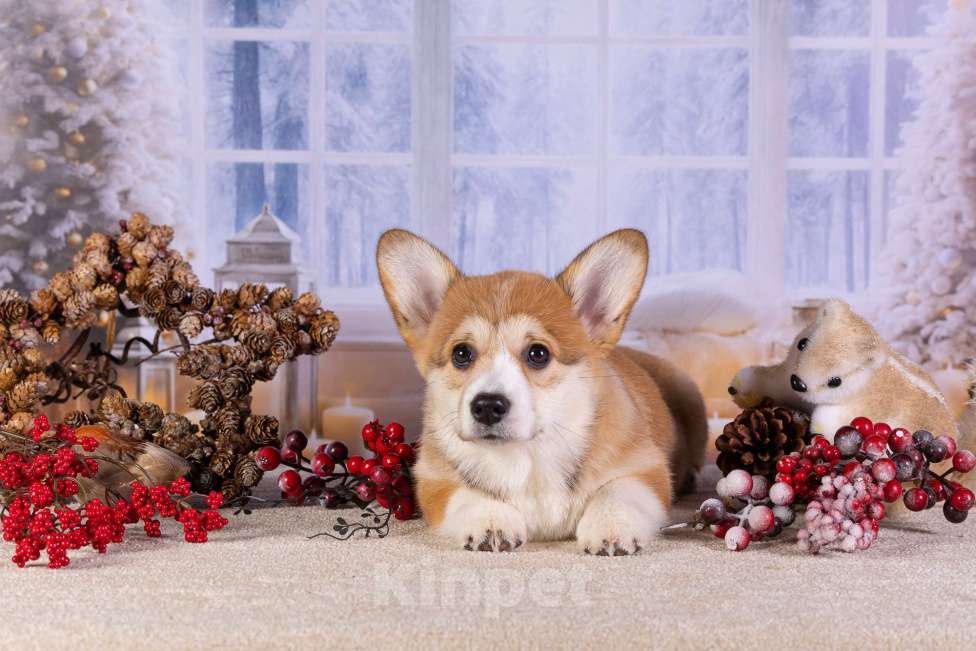 Собаки в других городах Ярославской области: Вита Приора Мальвазия Девочка, 80 000 руб. - фото 8