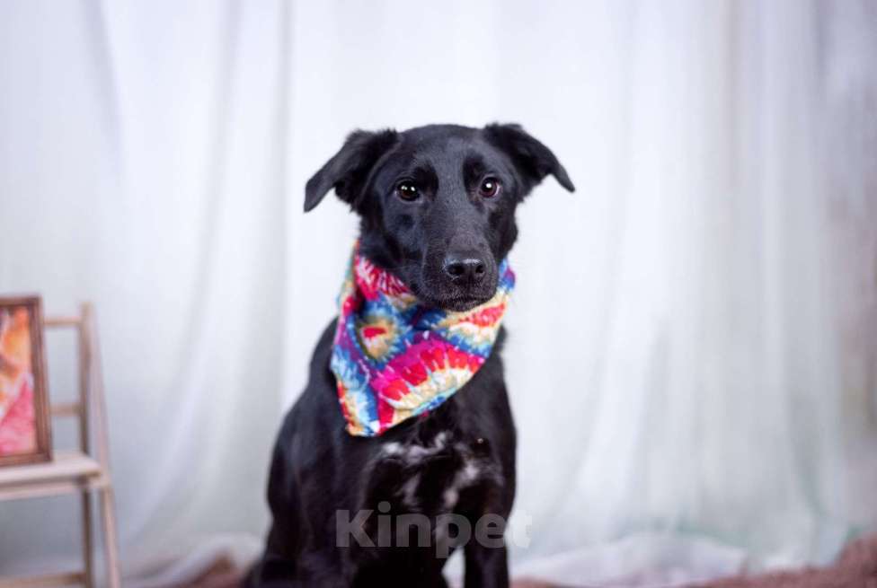 Собаки в других городах Московской области: Малыш в добрые руки  Мальчик, Бесплатно - фото 7