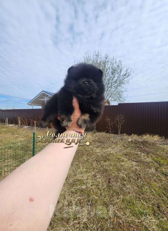 Собаки в Москве: Мальчик померанского шпица из племенного питомника Мальчик, Бесплатно - фото 2