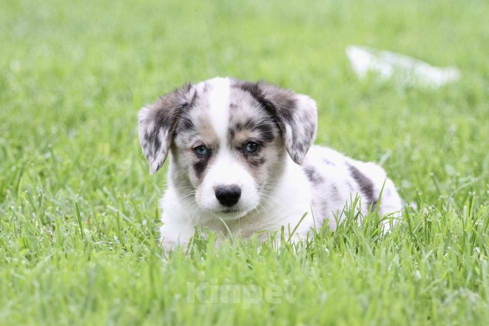 Собаки в Москве: Вельш корги кардиган Мальчик, Бесплатно - фото 3