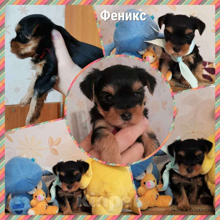 Собаки в Тольятти: Феникс Мальчик, 13 000 руб. - фото 1