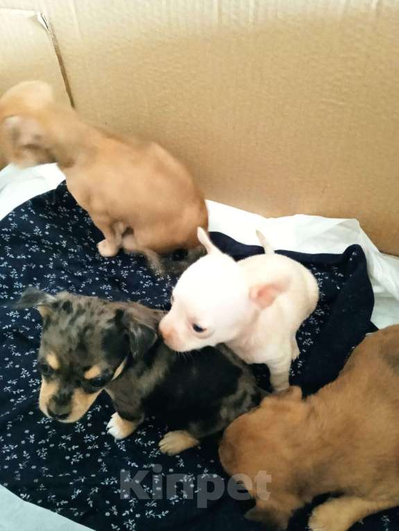 Собаки в Барнауле: той -терьер Мальчик, 7 000 руб. - фото 2