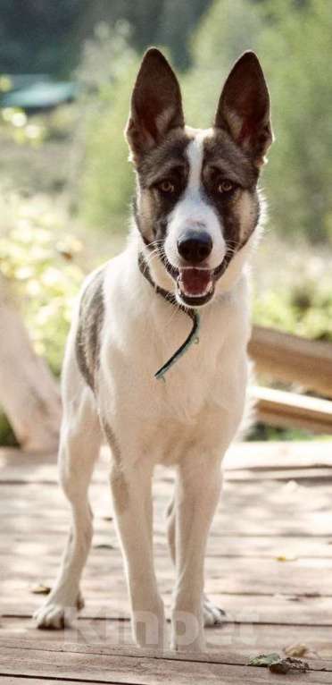Собаки в Москве: Бэтмен в поиске дома Мальчик, Бесплатно - фото 2