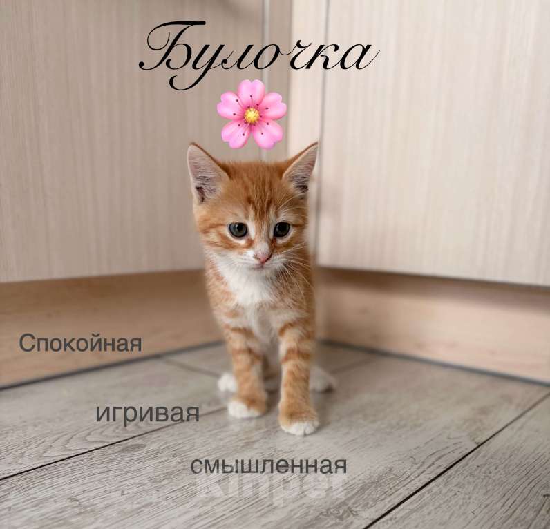 Кошки в Рязани: В добрые руки❤️ Девочка, Бесплатно - фото 1