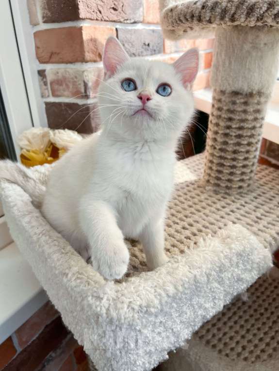 Кошки в Москве: Британская золотая шиншилла колор-пойнт Мальчик, 45 000 руб. - фото 2