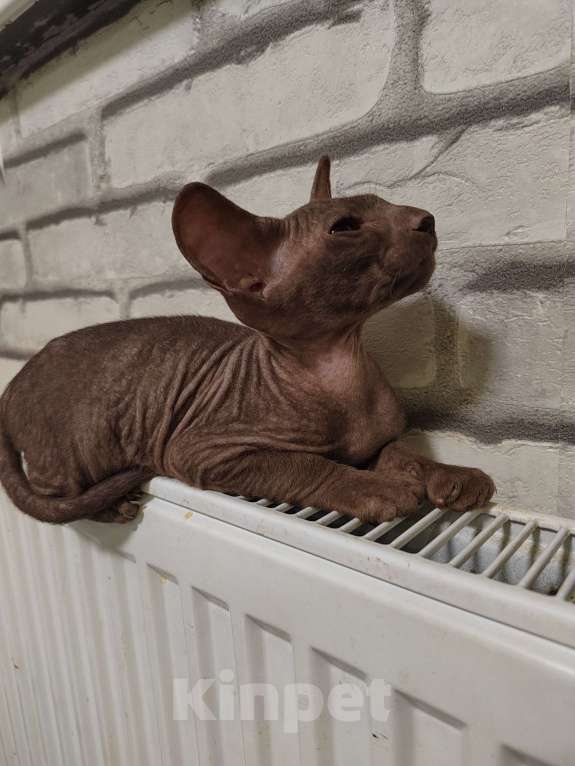 Кошки в других городах Московской области: Котёнок петерболд 💙 Мальчик, 50 000 руб. - фото 3