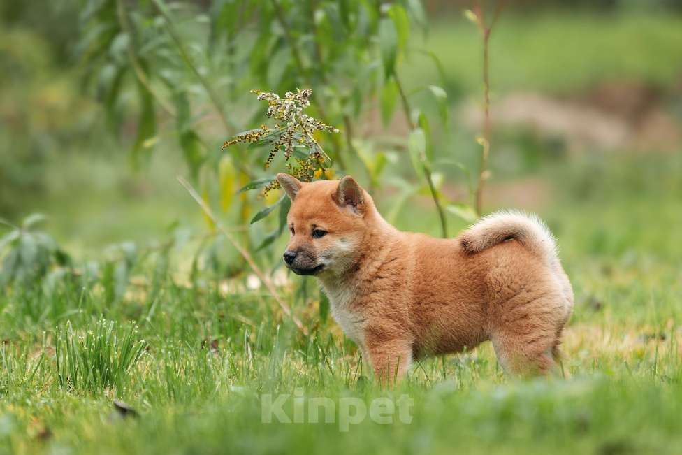 Собаки в Москве: Щенок девочка Сиба-ину ласковая и нежная Девочка, 65 000 руб. - фото 8