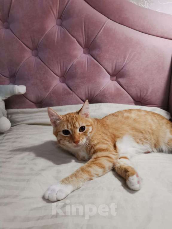 Кошки в Москве: Молоденькая рыжая Злата ищет дом! Девочка, Бесплатно - фото 7