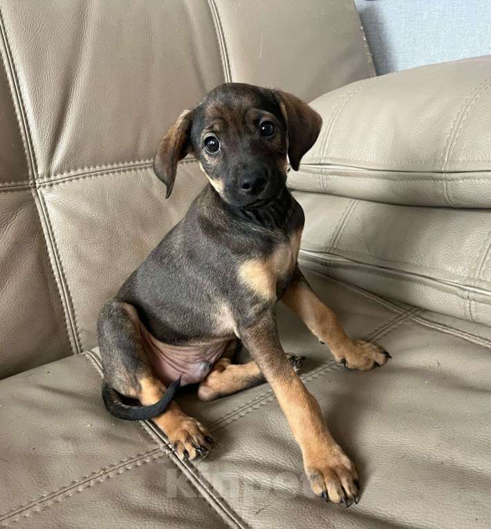 Собаки в Москве: Щеночек в добрые ручки Мальчик, Бесплатно - фото 8