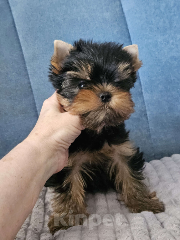 Собаки в Москве: Мальчик йорка Мальчик, 70 000 руб. - фото 2