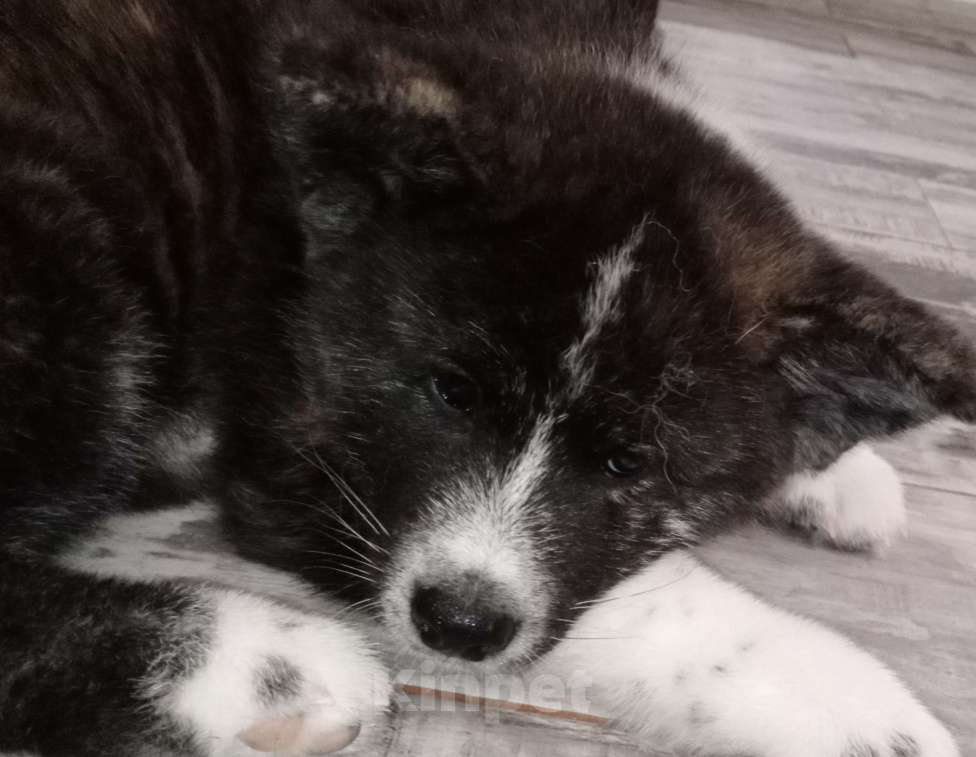 Собаки в Санкт-Петербурге: Щенки Акита ину  Девочка, Бесплатно - фото 4