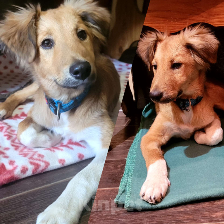 Собаки в Омске: Такая малышка просто не должна жить на улице!... ДАВАЙТЕ ПОМОЖЕМ ЛЕССИ СРОЧНО НАЙТИ ДОМ! Девочка, Бесплатно - фото 3