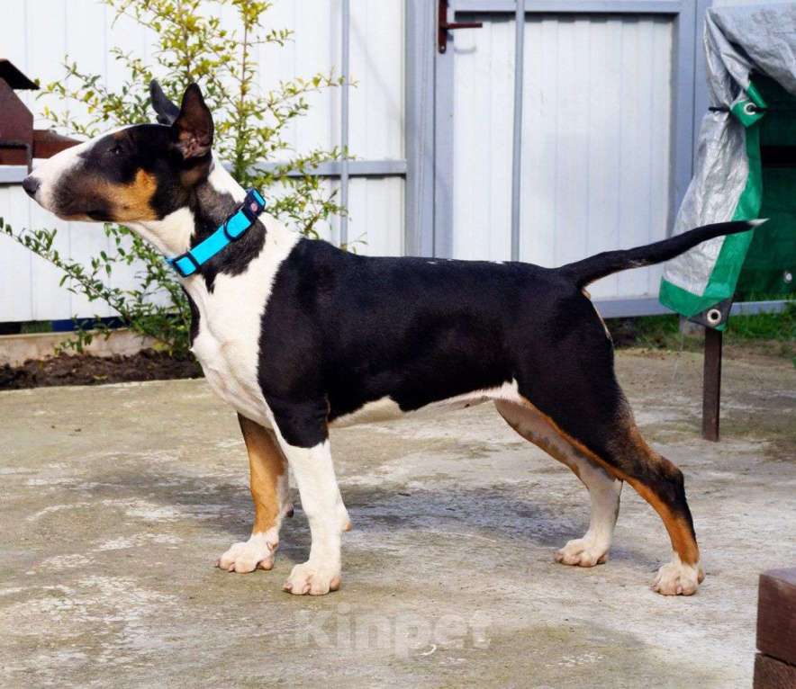 Собаки в других городах Краснодарского края: Щенки бультерьера  Девочка, 40 000 руб. - фото 5