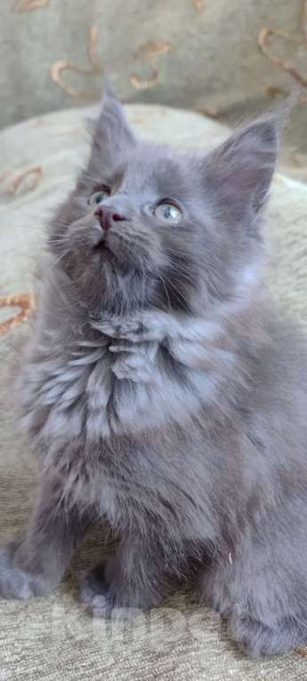 Кошки в Амурске: Котята мейн кун Мальчик, Бесплатно - фото 3