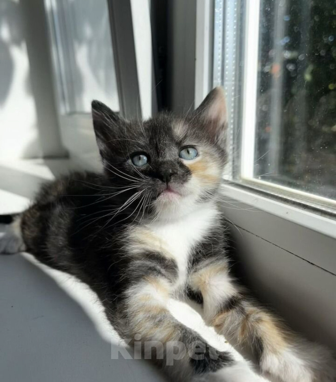 Кошки в Домодедово: Котята девочки Девочка, Бесплатно - фото 4