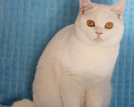 Кошки в Магнитогорске: Tutsy Marshmallow  Девочка, Бесплатно - фото 1