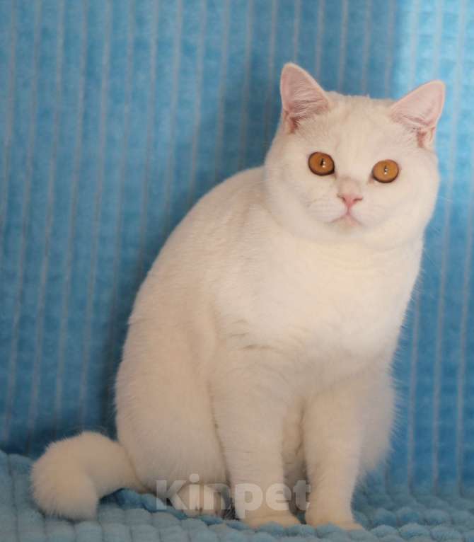 Кошки в Магнитогорске: Tutsy Marshmallow  Девочка, Бесплатно - фото 1