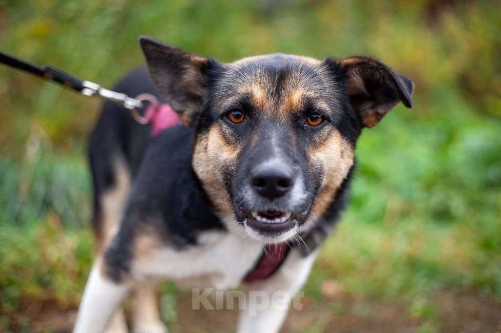 Собаки в Москве: Сью Девочка, Бесплатно - фото 3