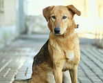 Собаки в Москве: Афина в добрые руки Девочка, Бесплатно - фото 4