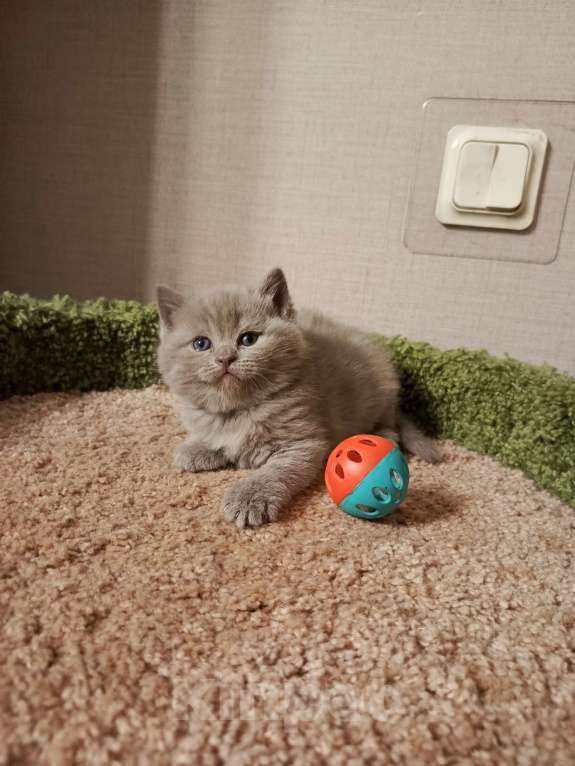 Кошки в Всеволожске: Красивая британская малышка Девочка, 25 000 руб. - фото 3